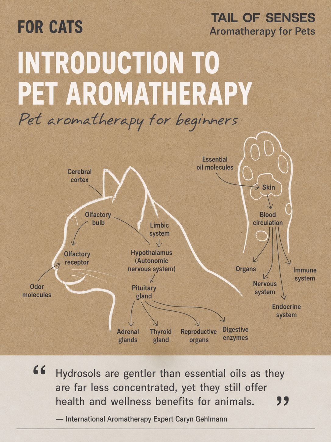 PET AROMATHERAPY for CATS: Why using Hydrosol but not Essential Oils