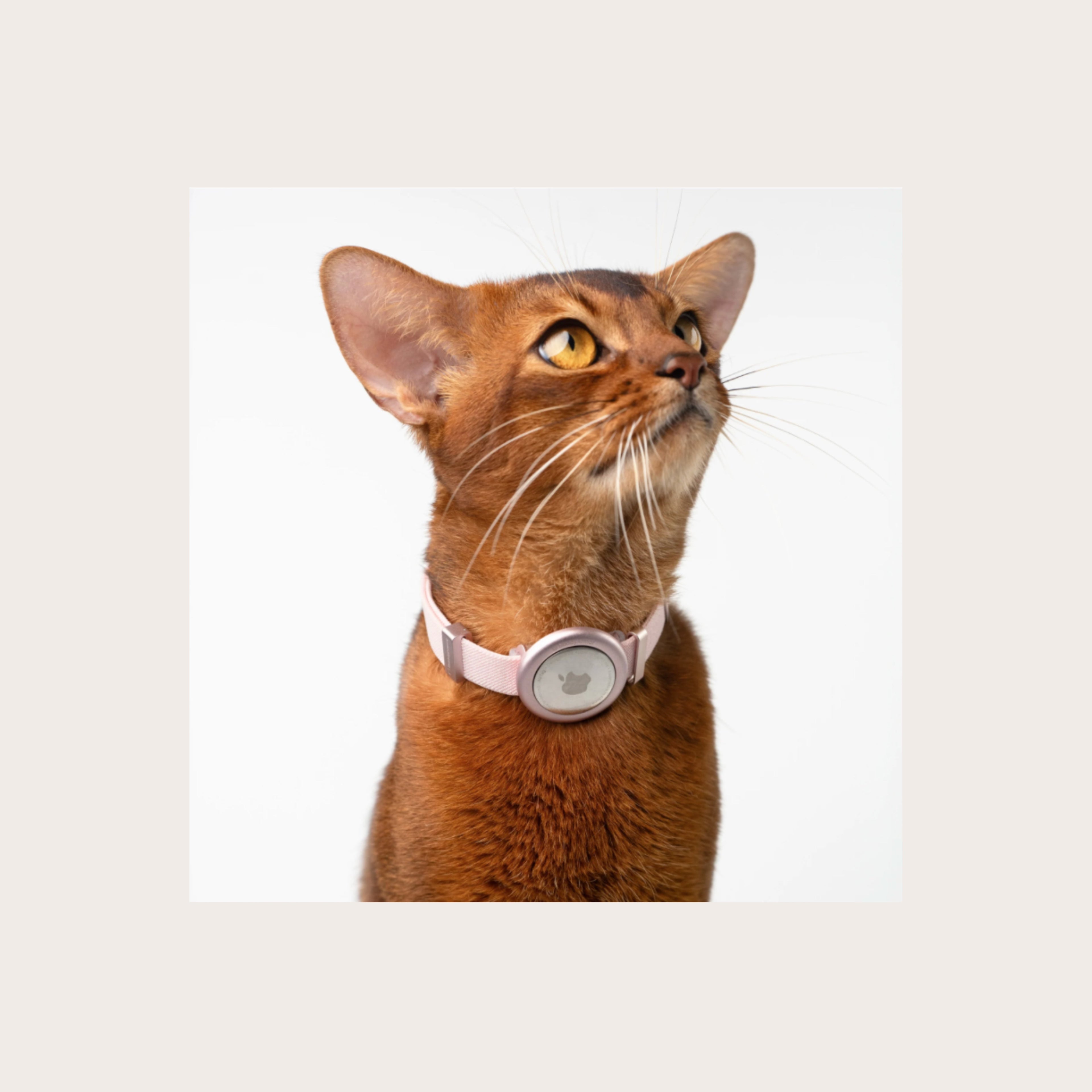 The Modern Feline Wardrobe: Balancing Everyday Comfort with Smart Safety