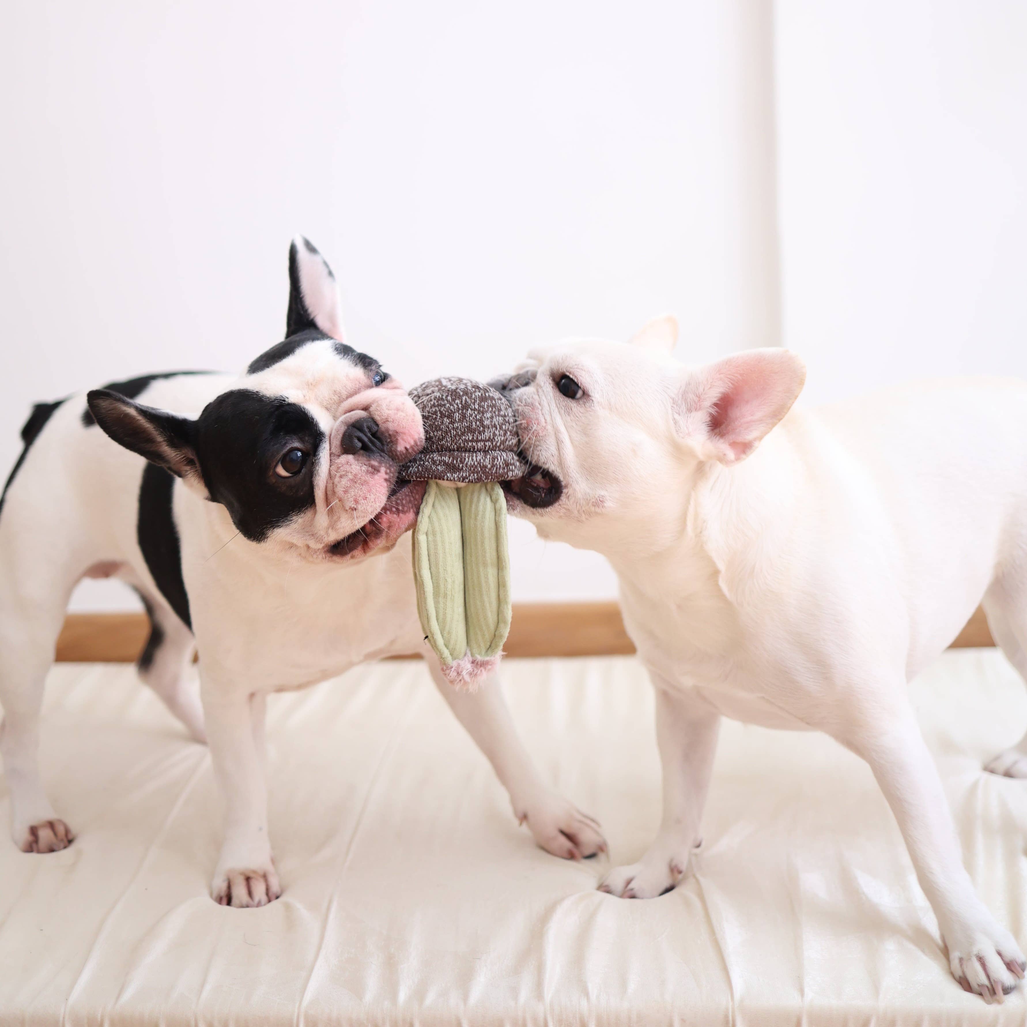 CACTUS // ENRICHMENT DOG TOY // Squeaky + DECO Toy