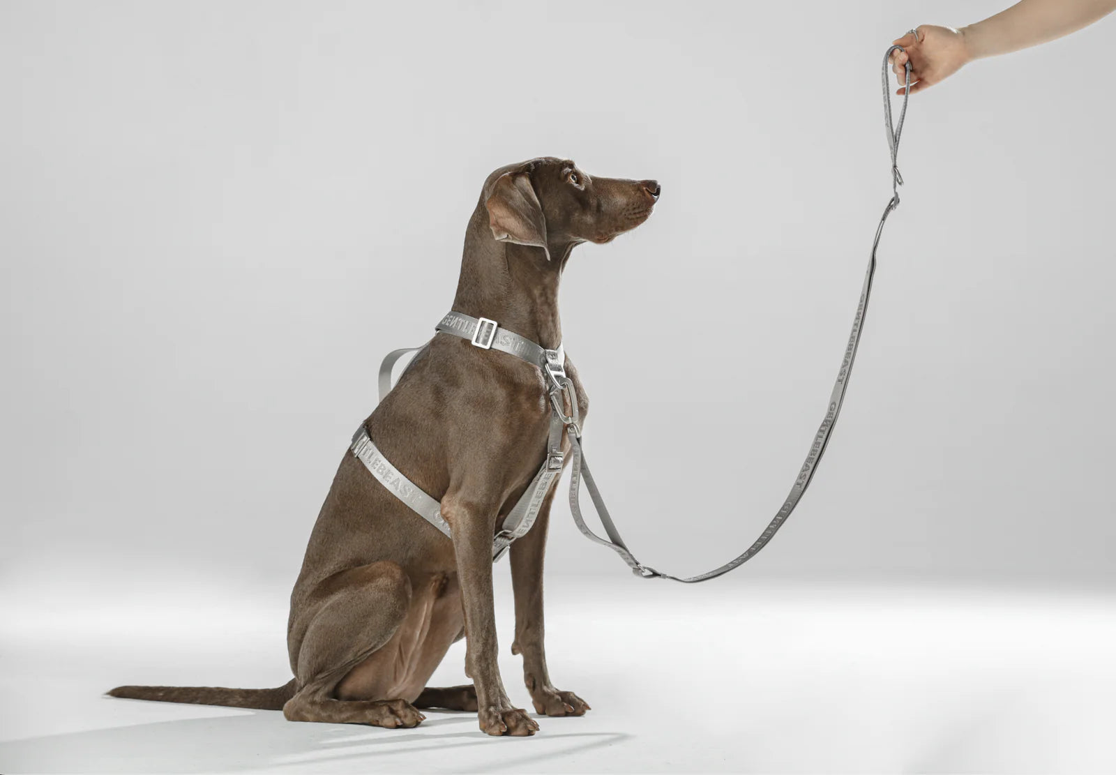 MIDNIGHT WALKER| LEASH