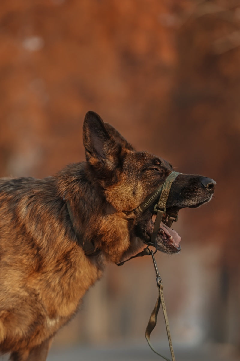 MIDNIGHT WALKER | HEAD COLLAR