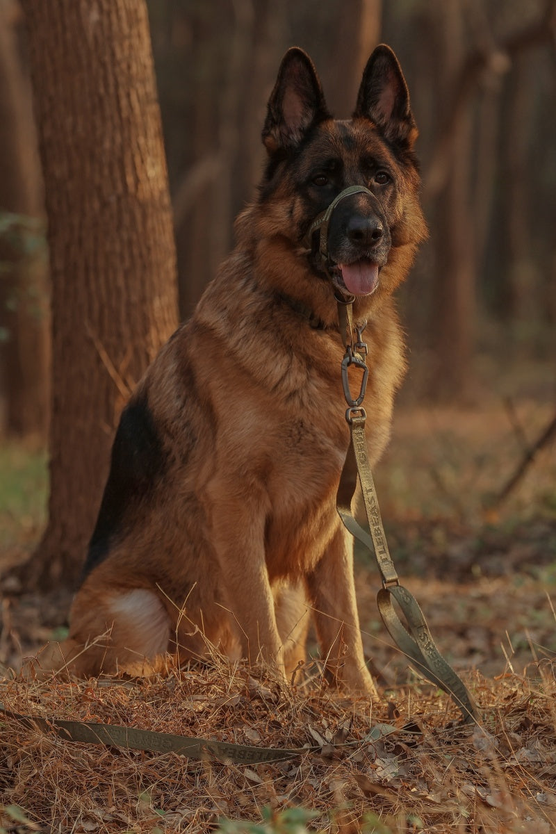 MIDNIGHT WALKER| LEASH