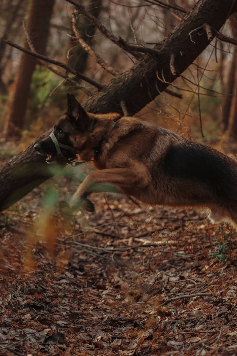 MIDNIGHT WALKER | HEAD COLLAR