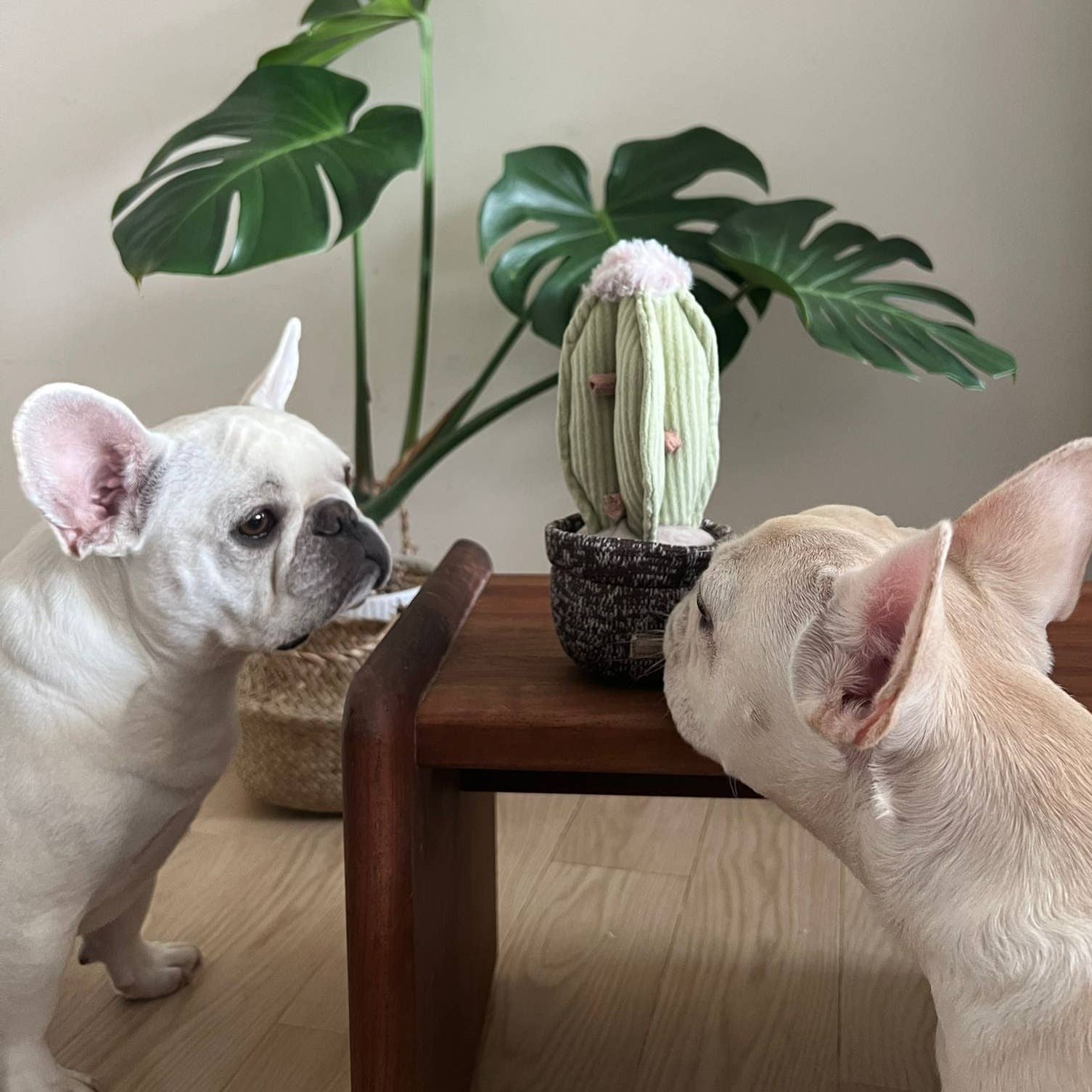 CACTUS // ENRICHMENT DOG TOY // Squeaky + DECO Toy