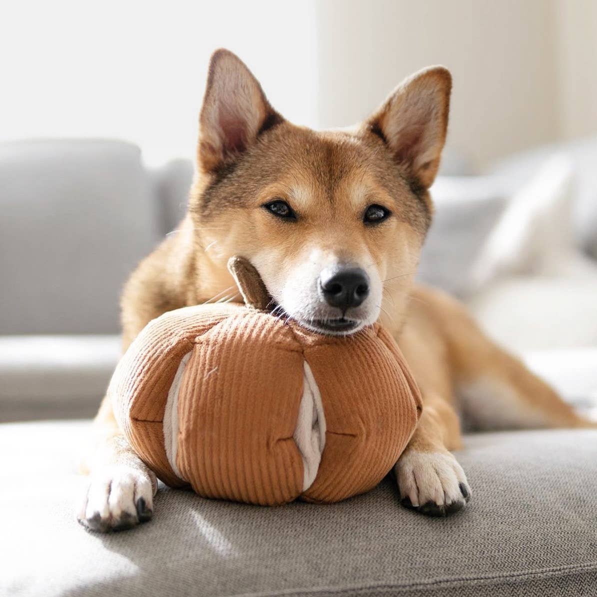 CINDERELLA // ENRICHMENT DOG TOY // SNUFFLE TOY