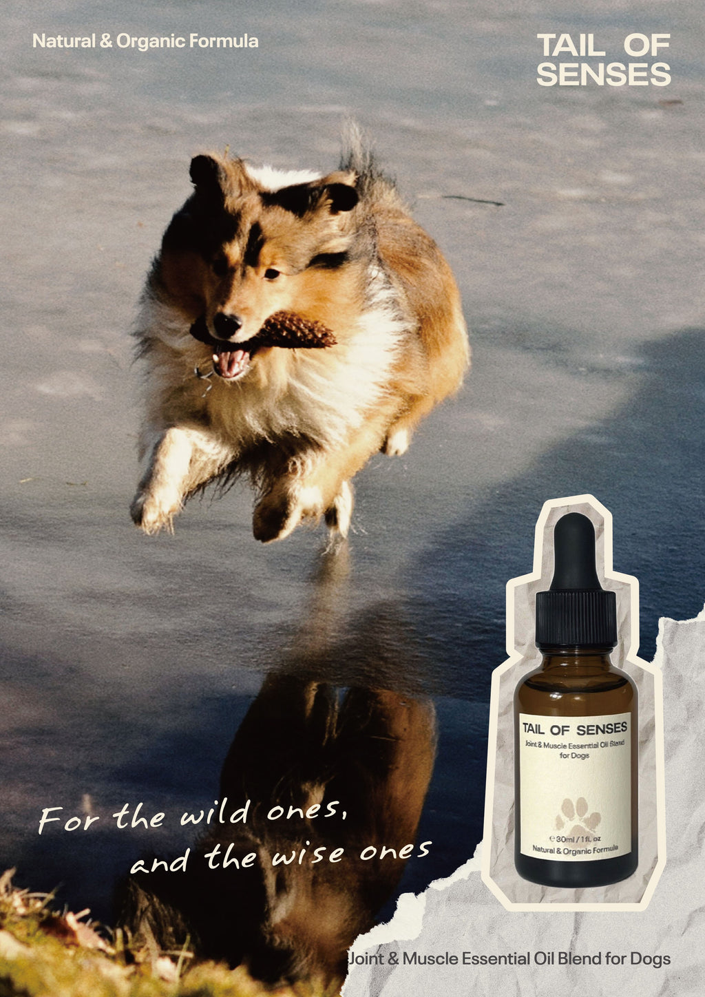Joint & Muscle Essential Oil Blend for Dogs