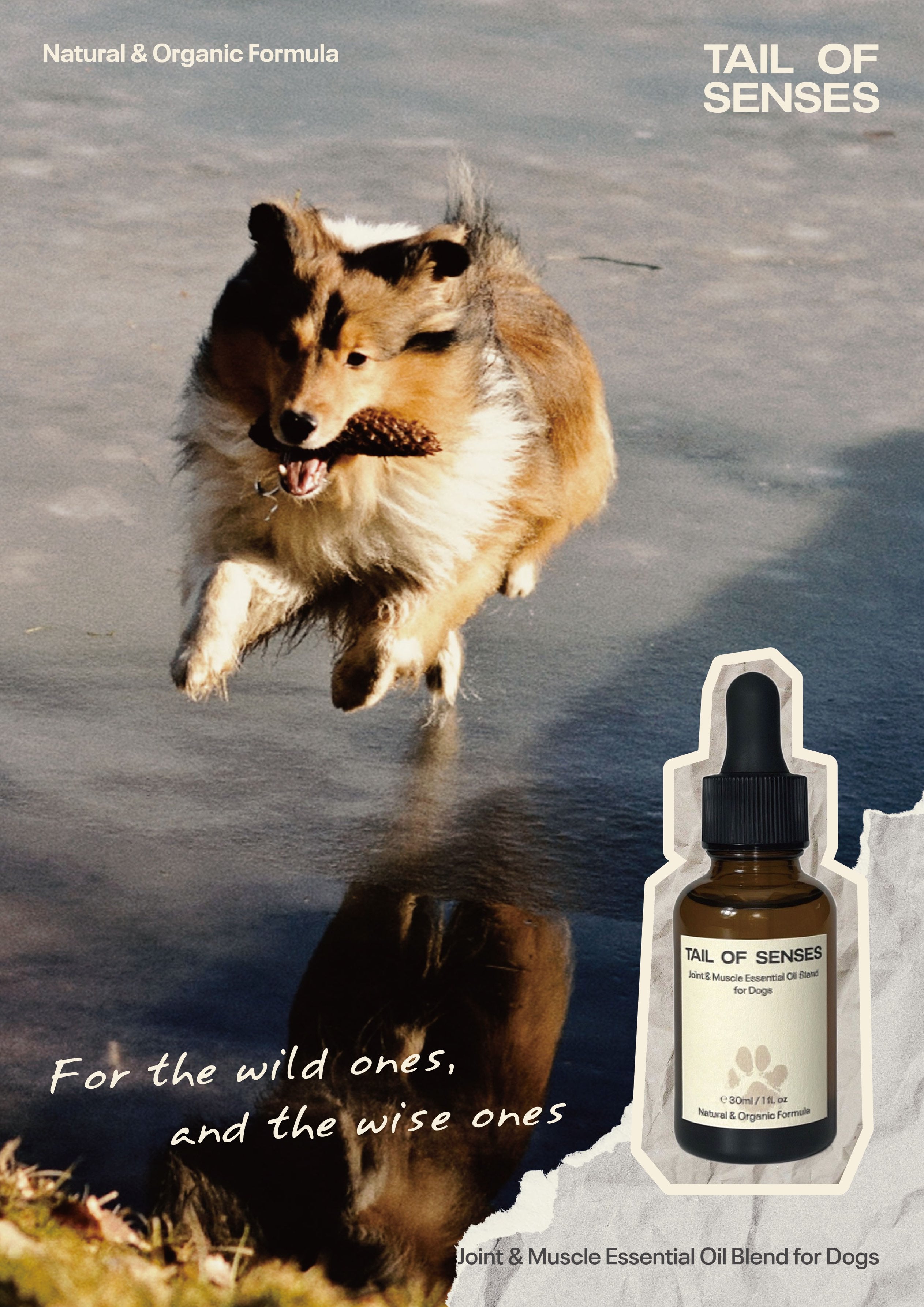 Joint & Muscle Essential Oil Blend for Dogs