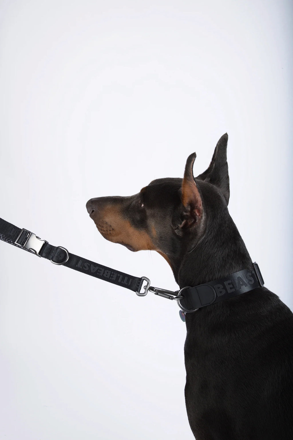 MIDNIGHT WALKER | SHORT LEASH