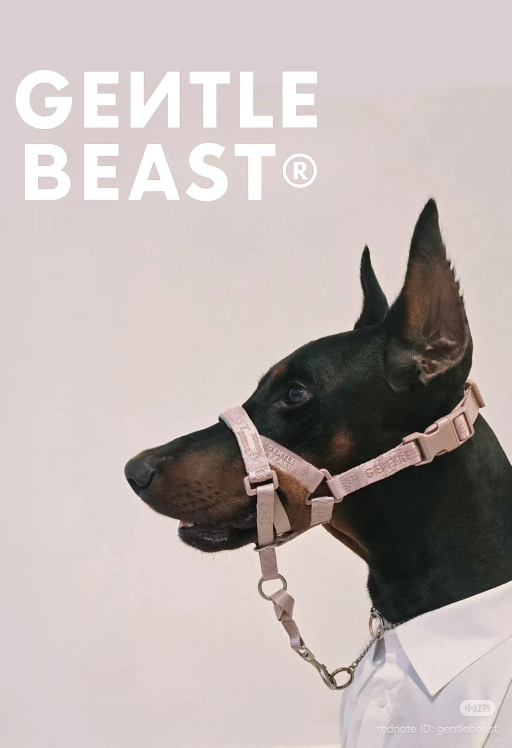 DAY-LIGHT | HEAD COLLAR