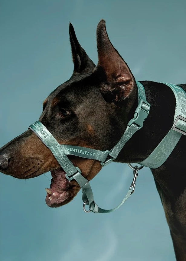 DAY-LIGHT | HEAD COLLAR