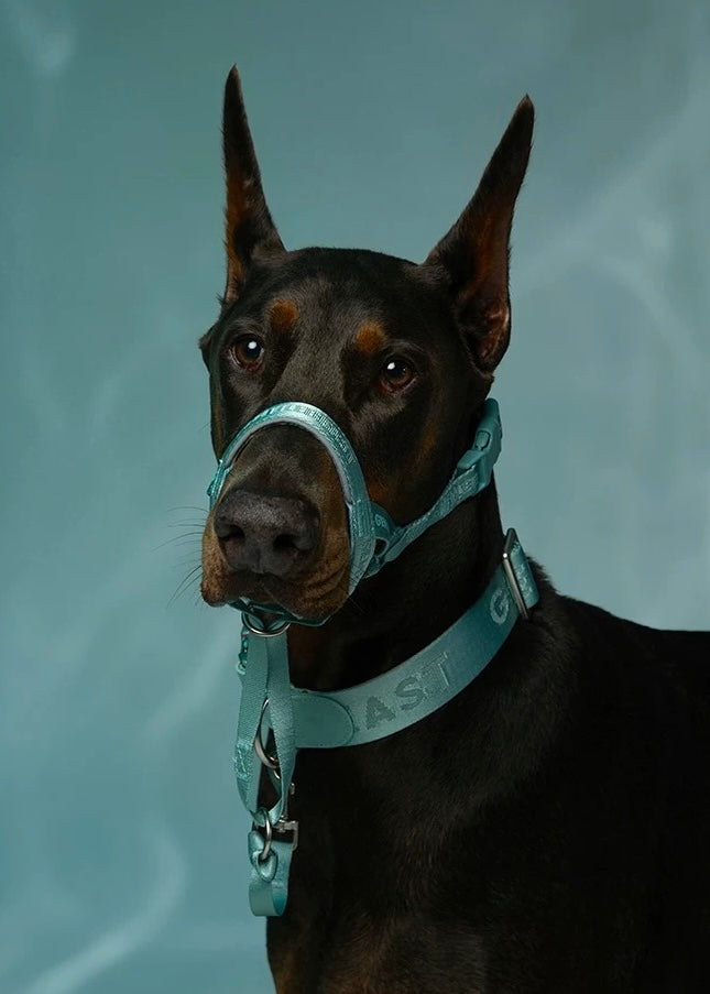 DAY-LIGHT | HEAD COLLAR