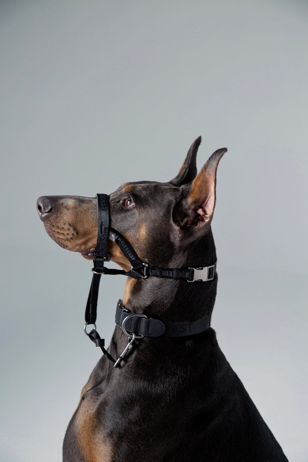 MIDNIGHT WALKER | HEAD COLLAR