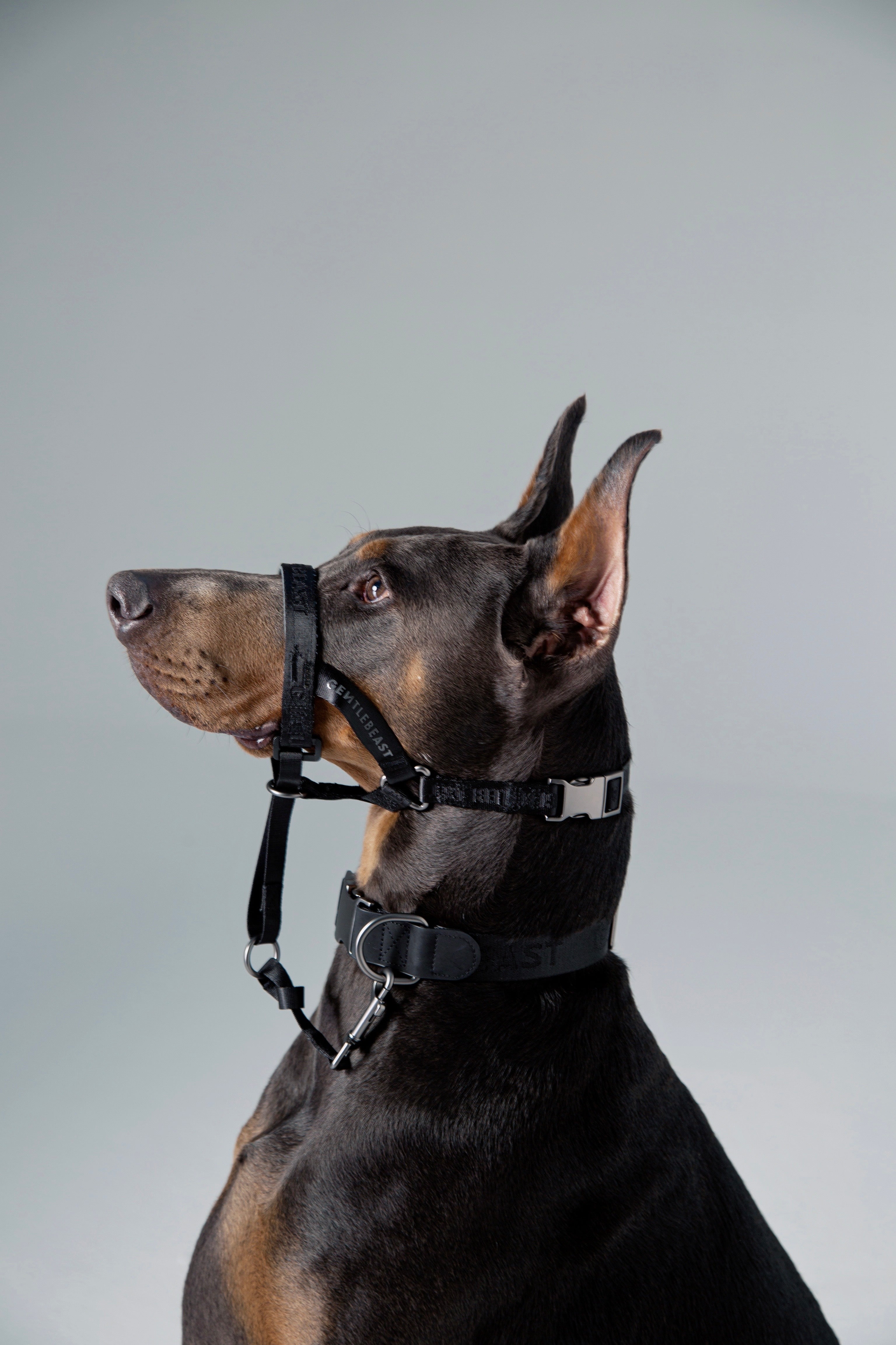 MIDNIGHT WALKER | HEAD COLLAR