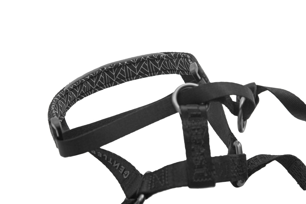 MIDNIGHT WALKER | HEAD COLLAR