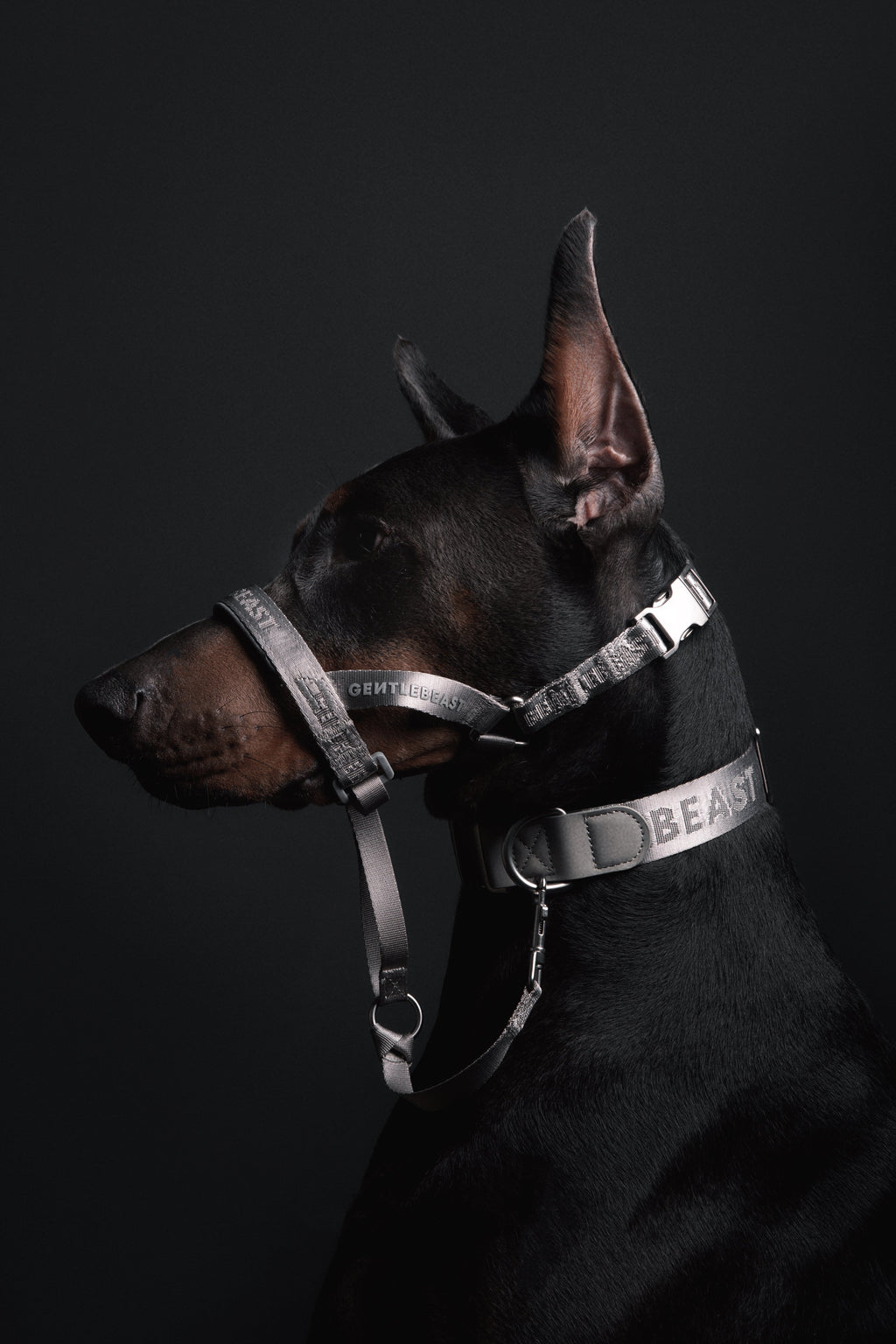 MIDNIGHT WALKER | HEAD COLLAR