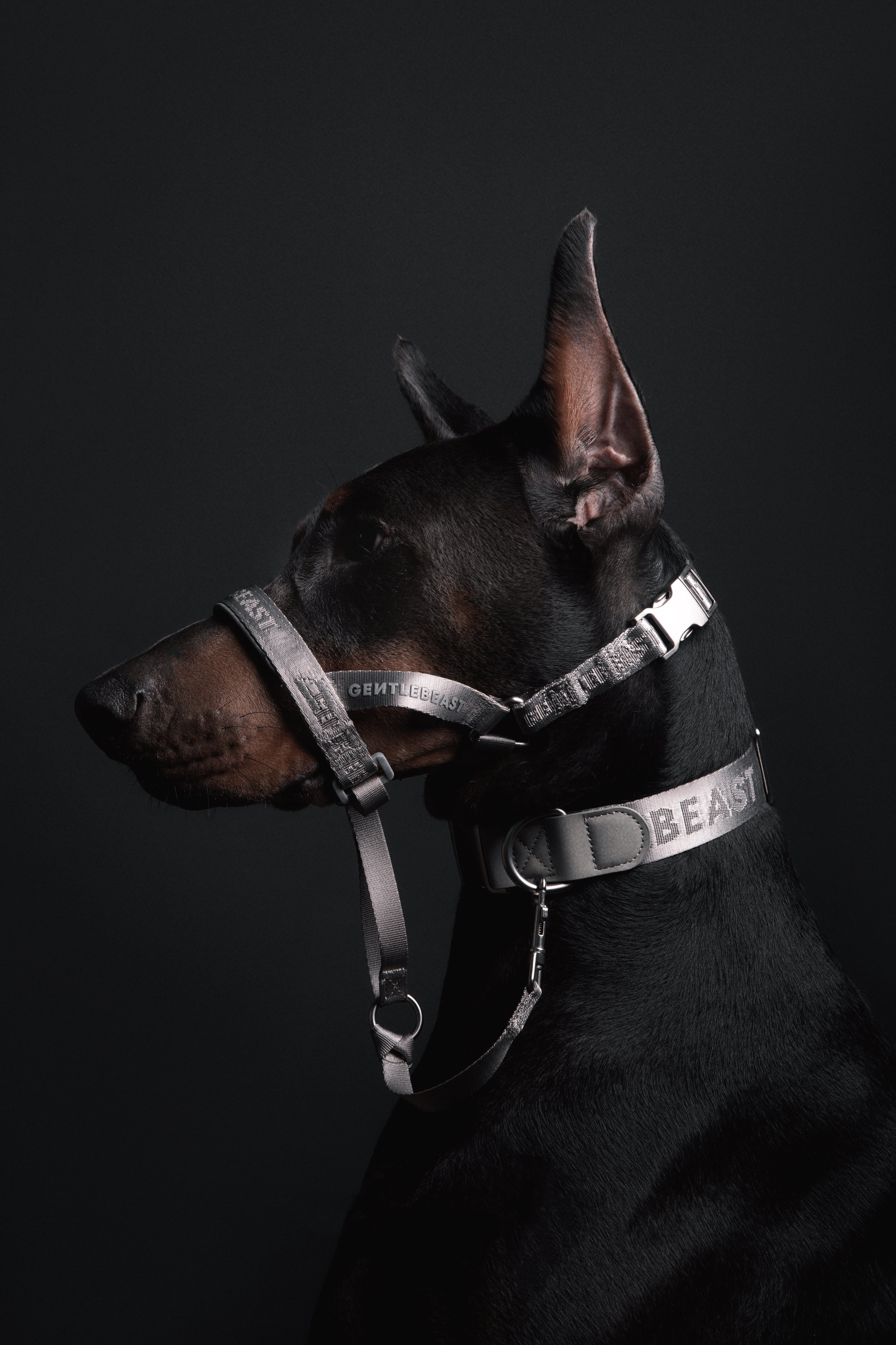 MIDNIGHT WALKER | HEAD COLLAR