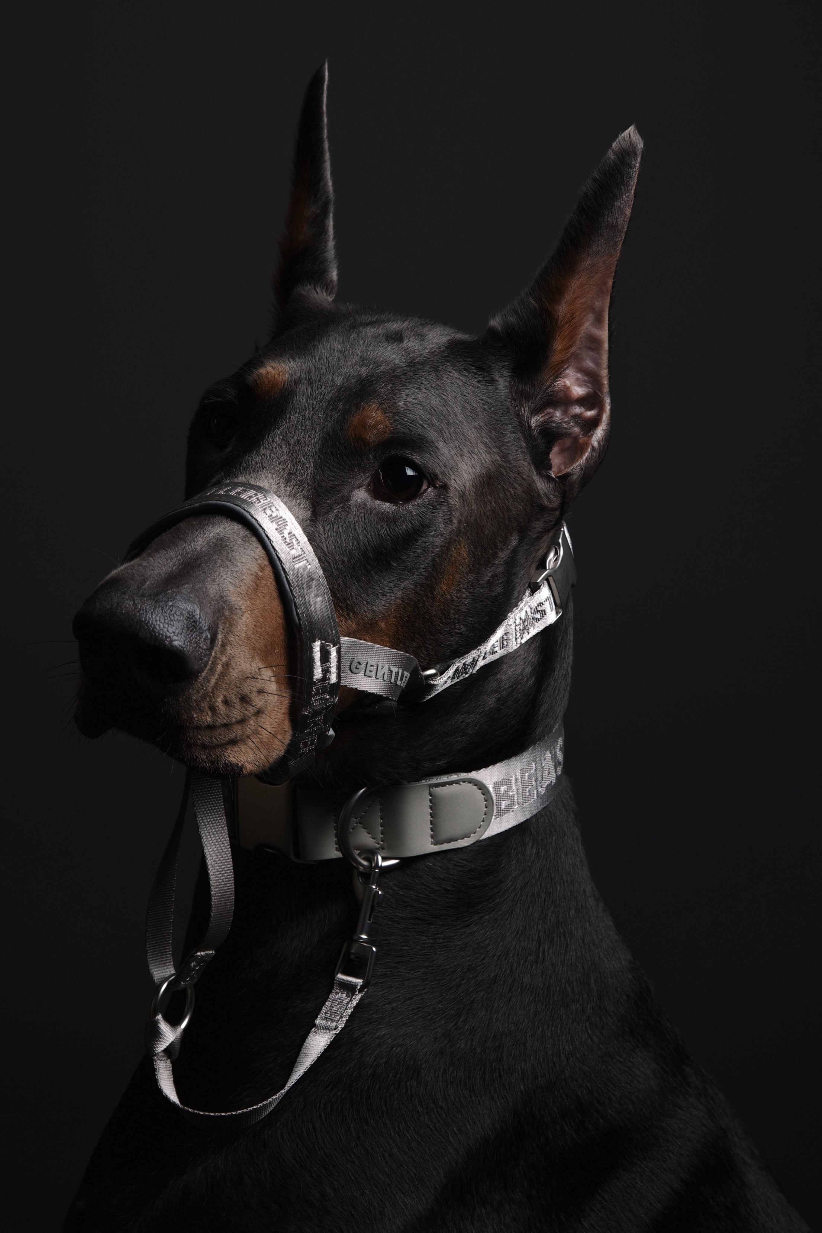 MIDNIGHT WALKER | HEAD COLLAR