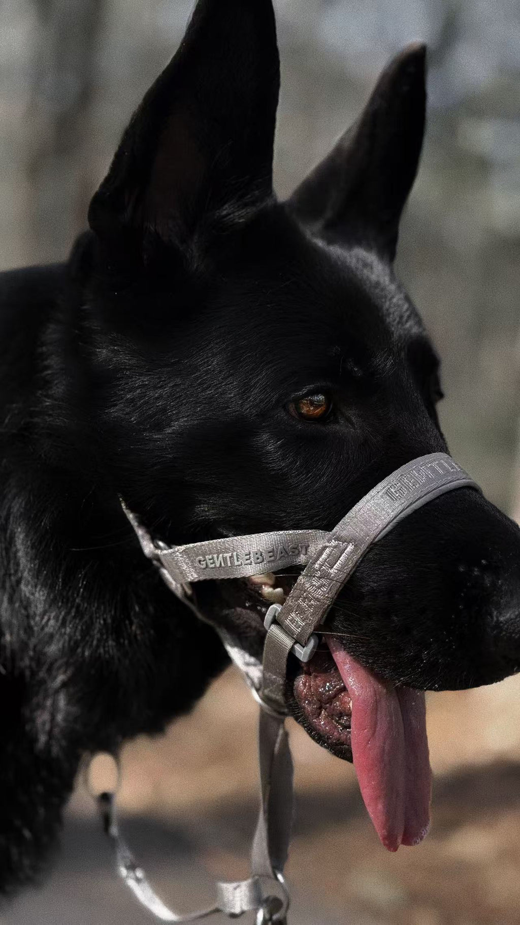 MIDNIGHT WALKER | HEAD COLLAR