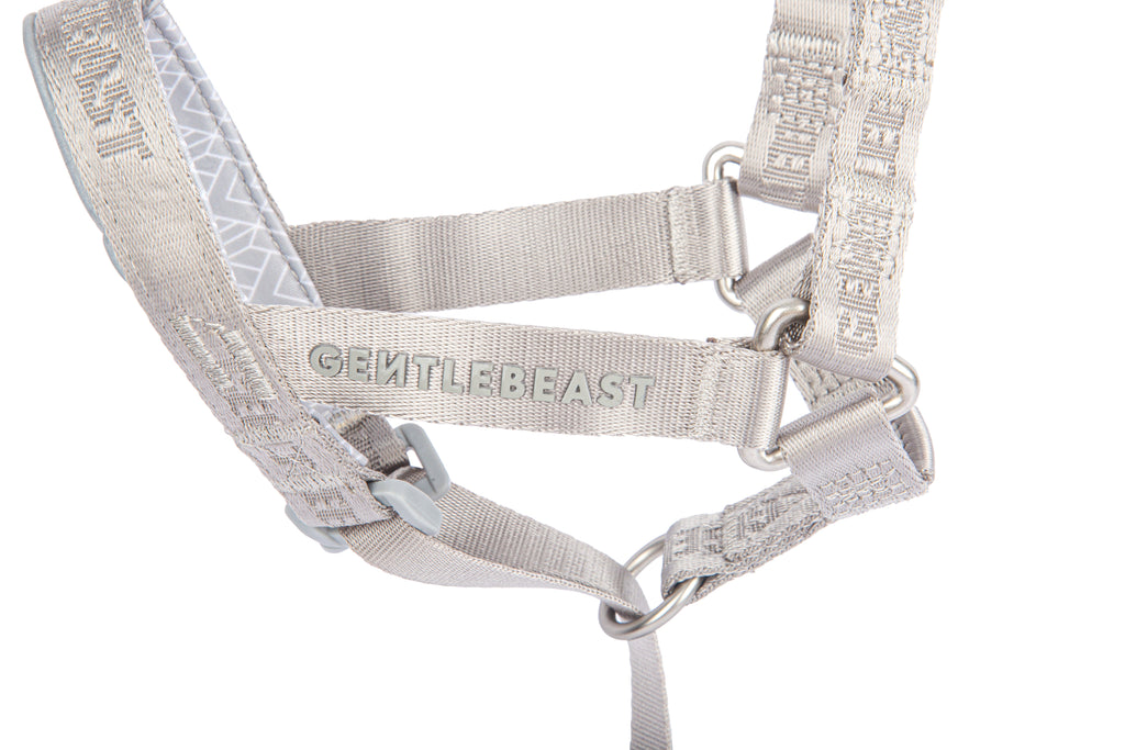 MIDNIGHT WALKER | HEAD COLLAR