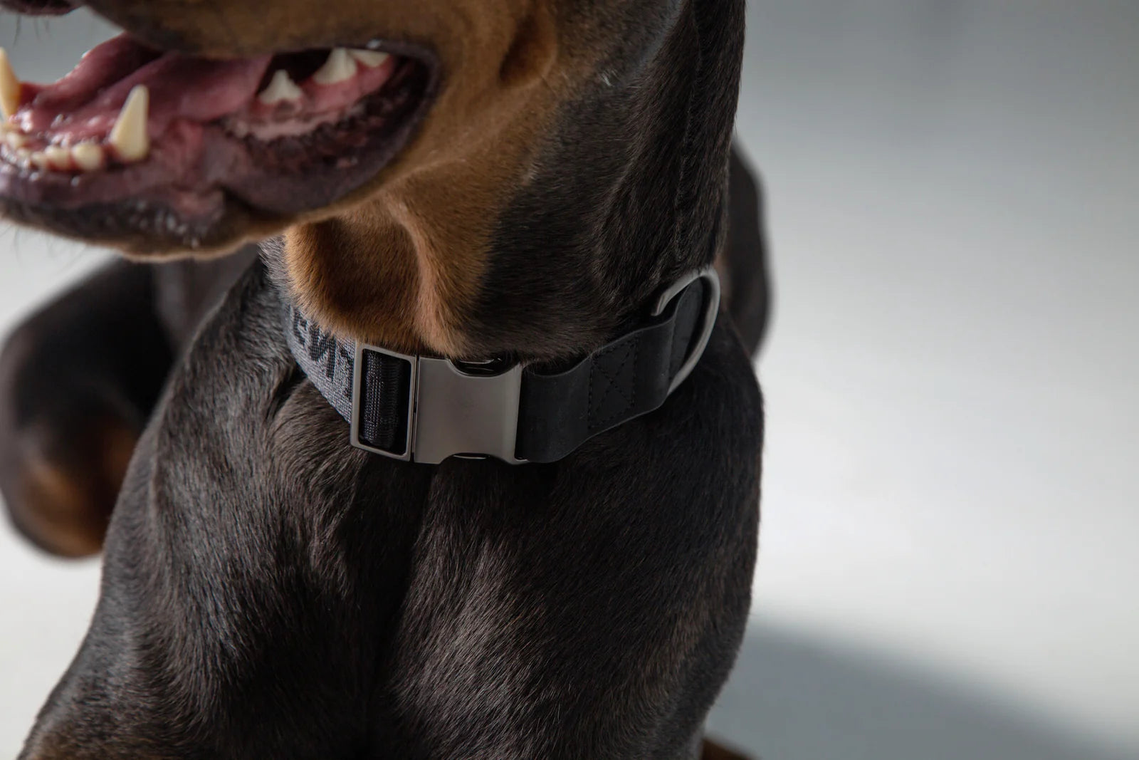 MIDNIGHT WALKER | COLLAR