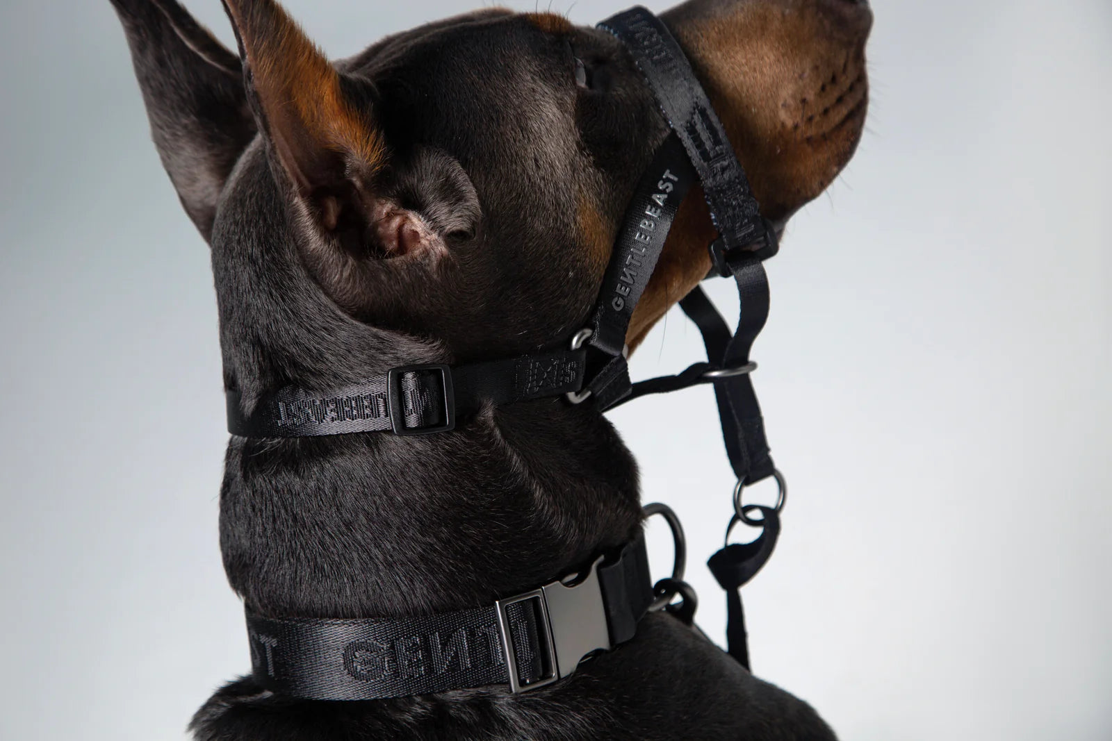 MIDNIGHT WALKER | HEAD COLLAR