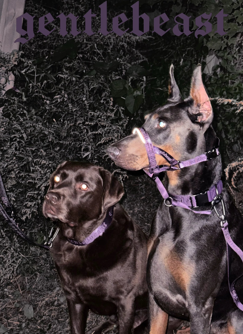 MIDNIGHT WALKER | HEAD COLLAR