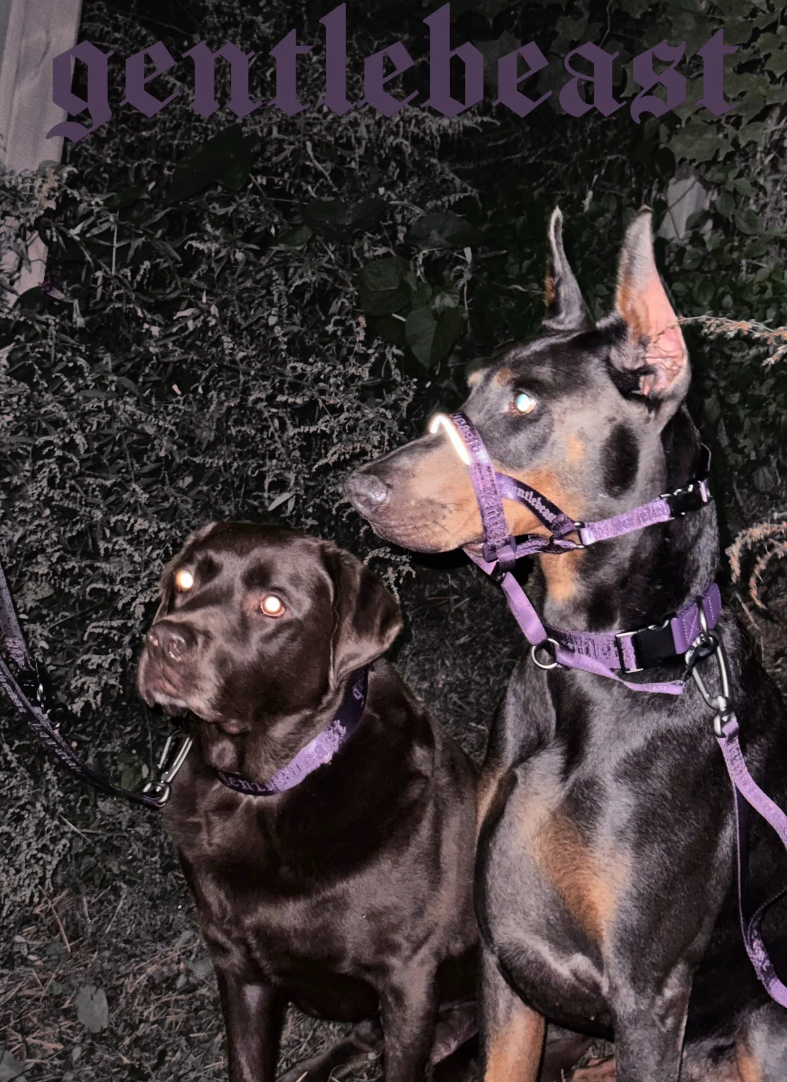 MIDNIGHT WALKER | HEAD COLLAR