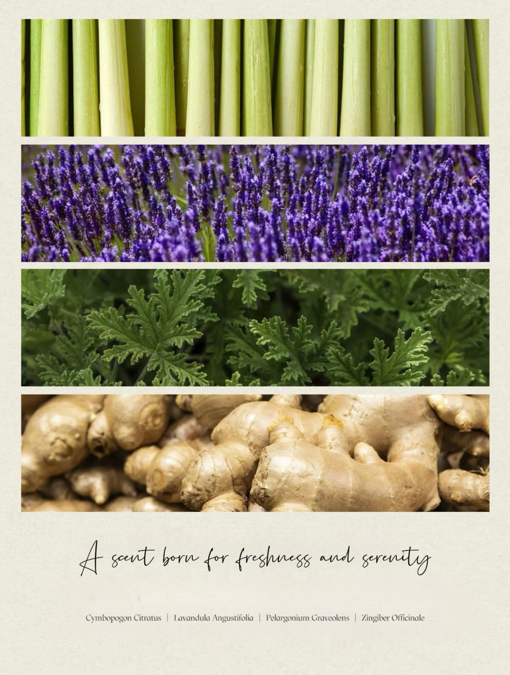 Pet-Friendly Aroma Reed Diffuser | Herbal Plum & Ginger