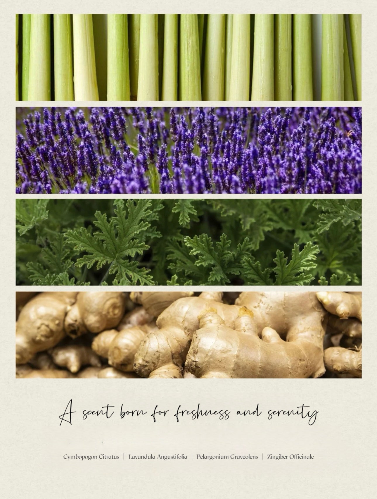 Pet-Friendly Aroma Reed Diffuser | Herbal Plum & Ginger