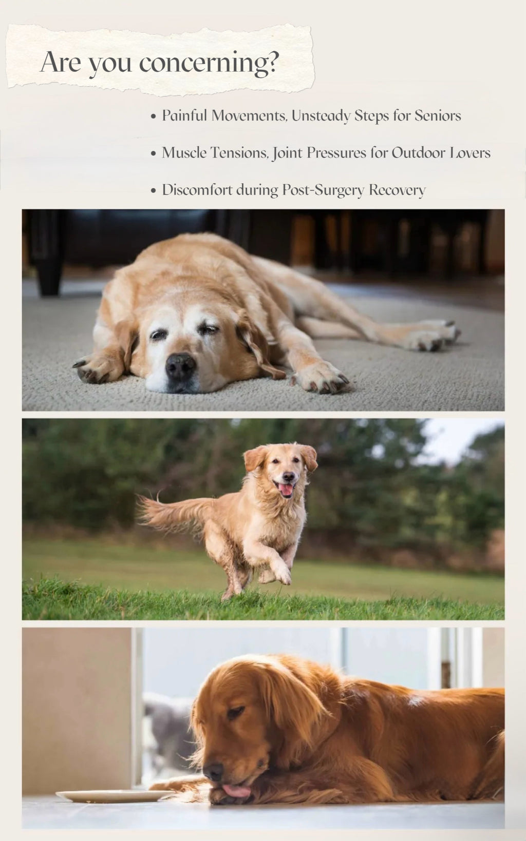 Joint & Muscle Essential Oil Blend for Dogs