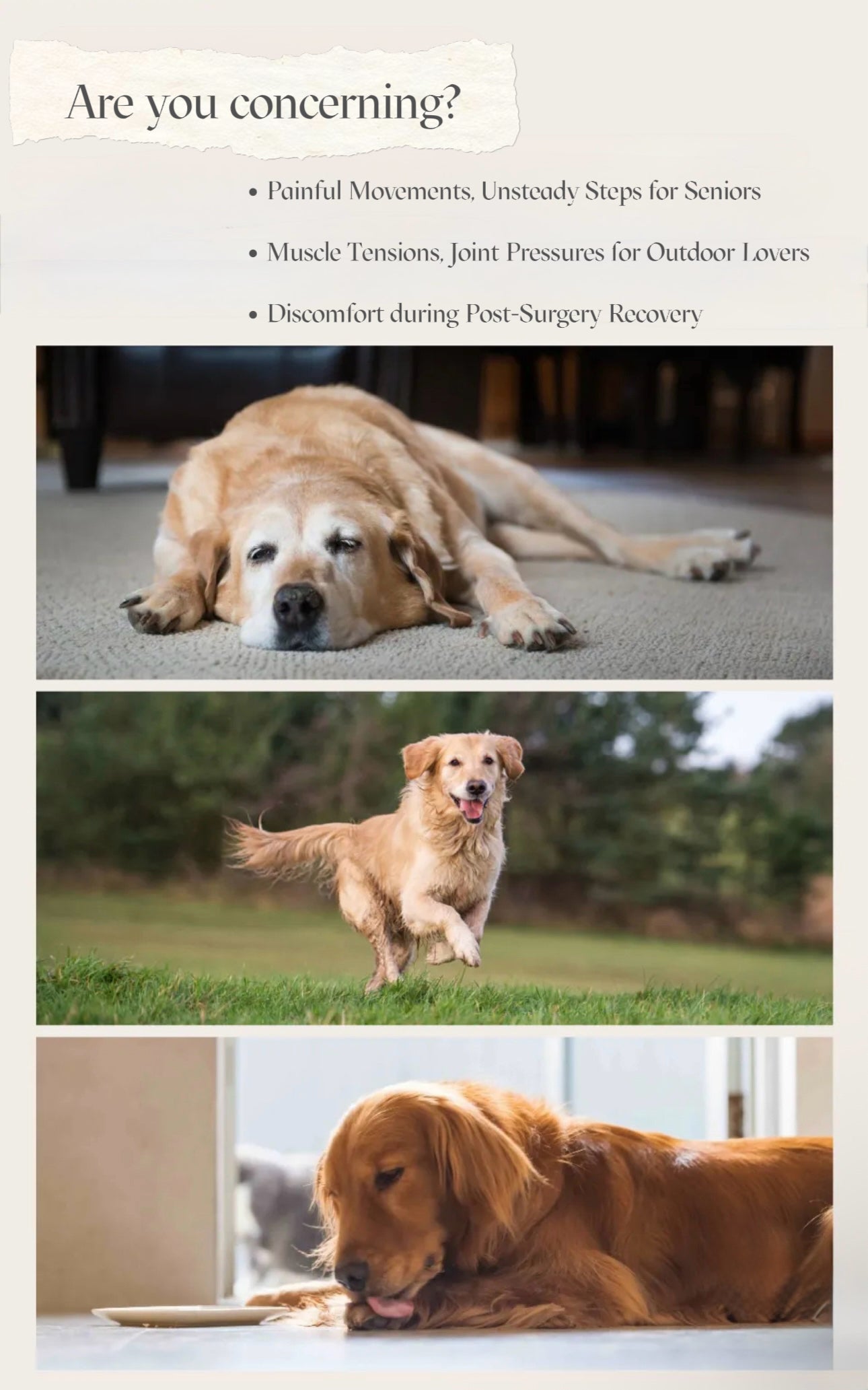 Joint & Muscle Essential Oil Blend for Dogs