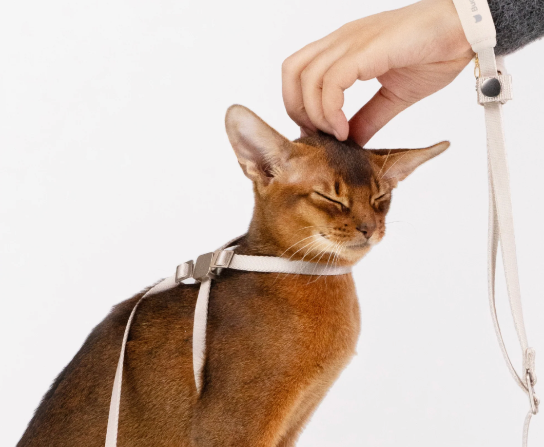 Escape-Proof Training Harness Leash