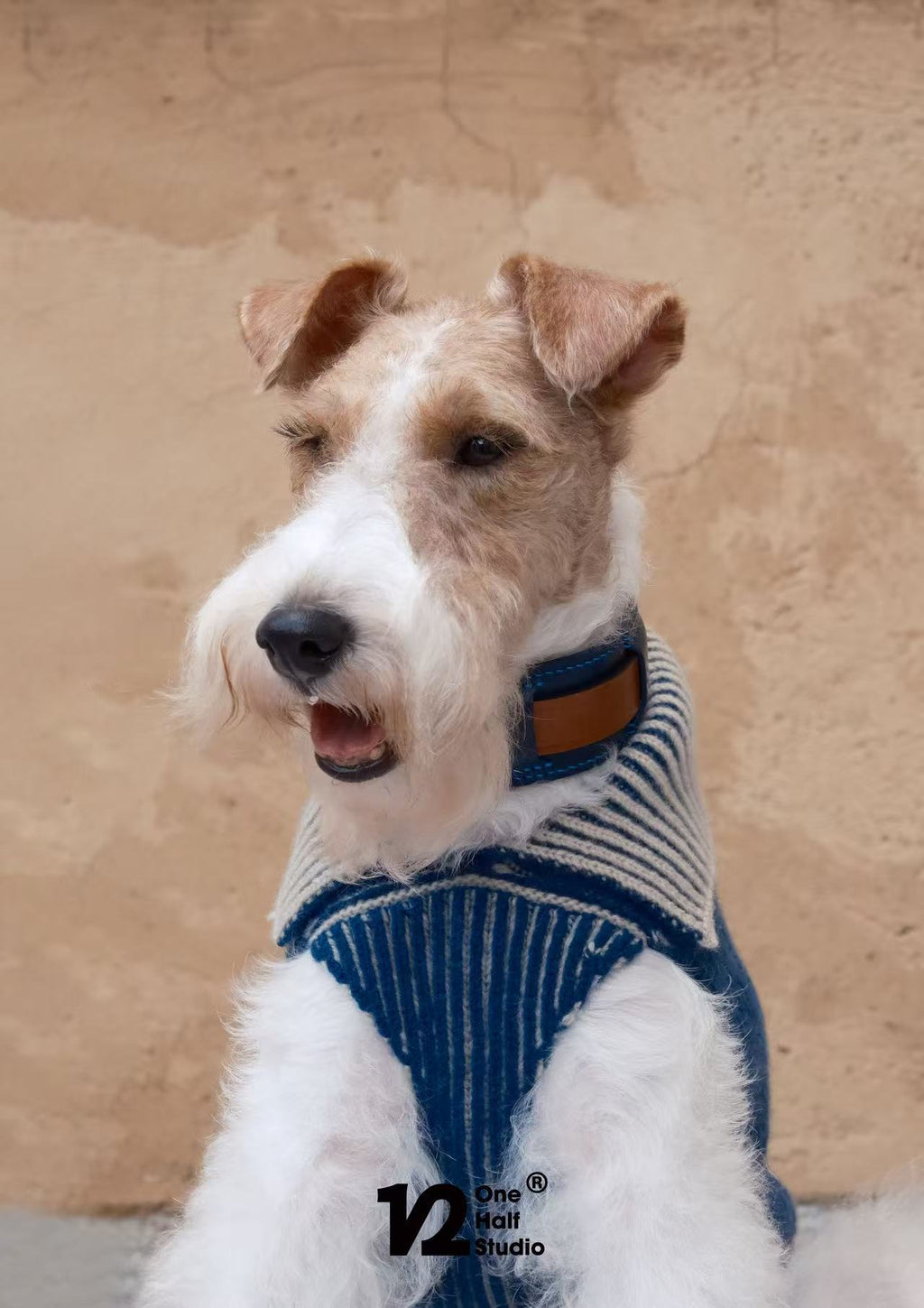 Dog wearing a blue sweater with a collar, sitting against a beige wall.