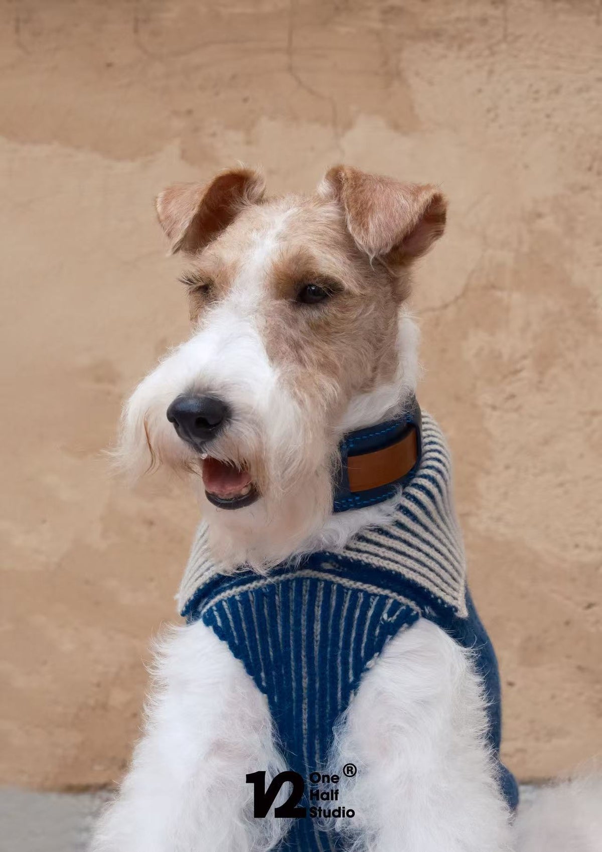 Dog wearing a blue sweater with a collar, sitting against a beige wall.