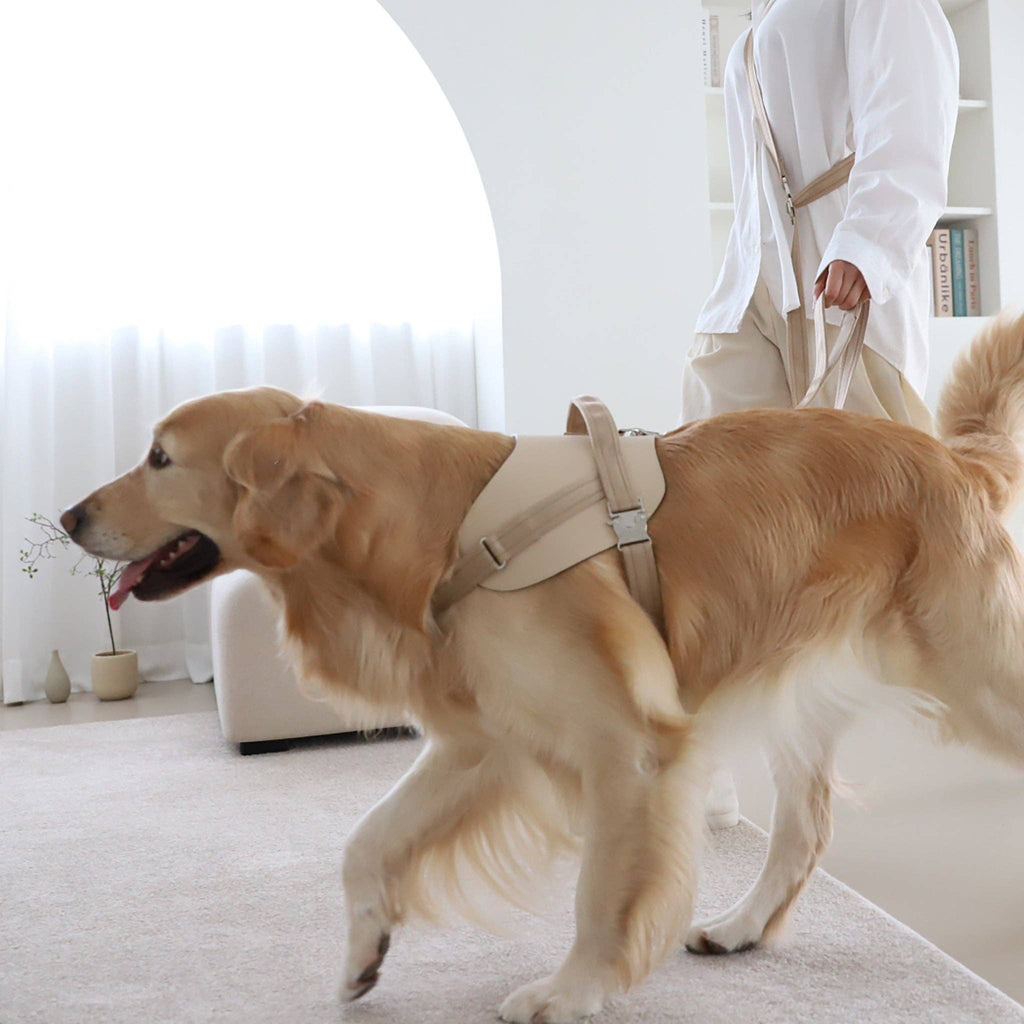 Saddle Hands-free Leash