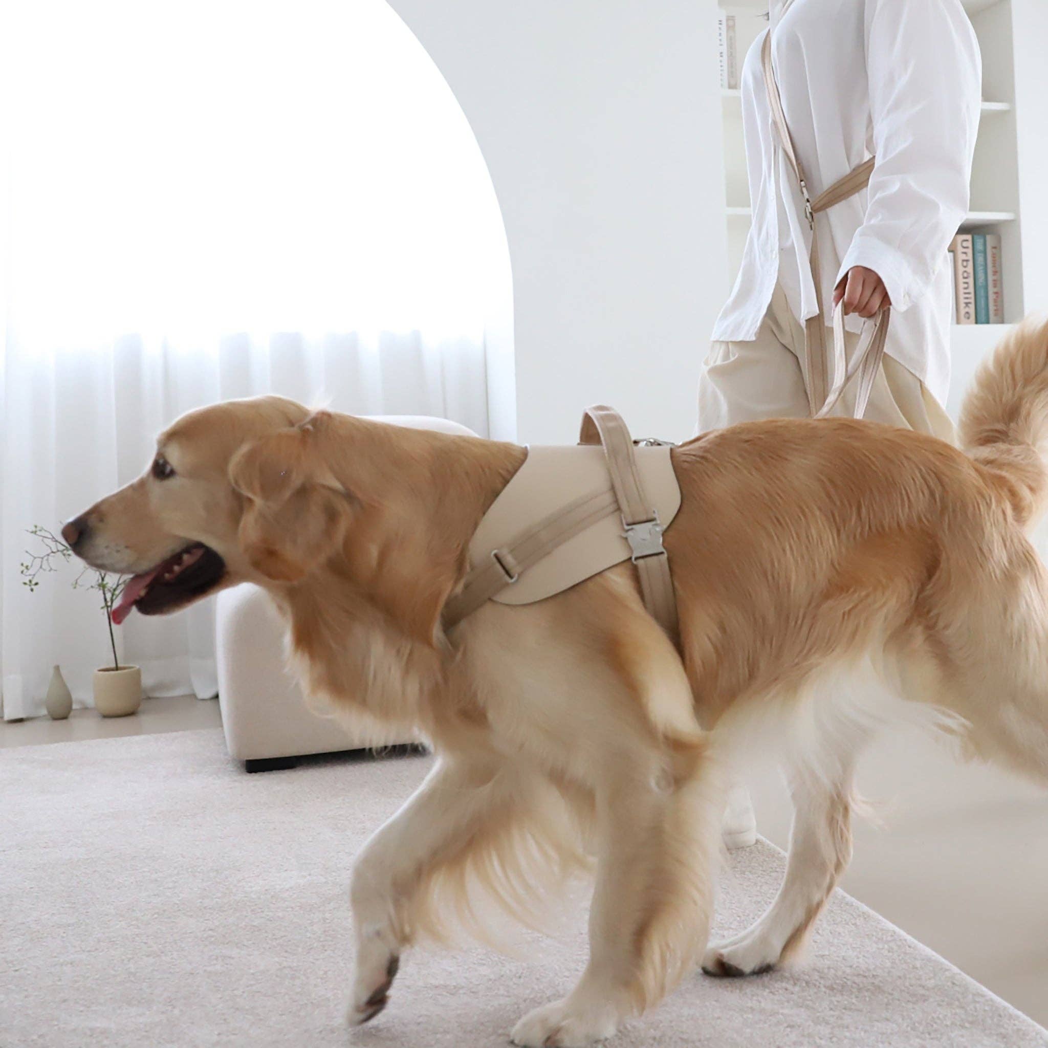 Saddle Hands-free Leash
