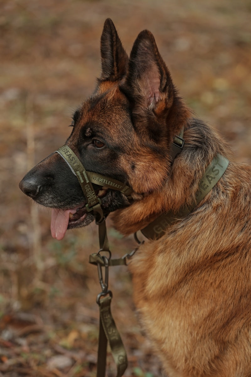 MIDNIGHT WALKER | HEAD COLLAR